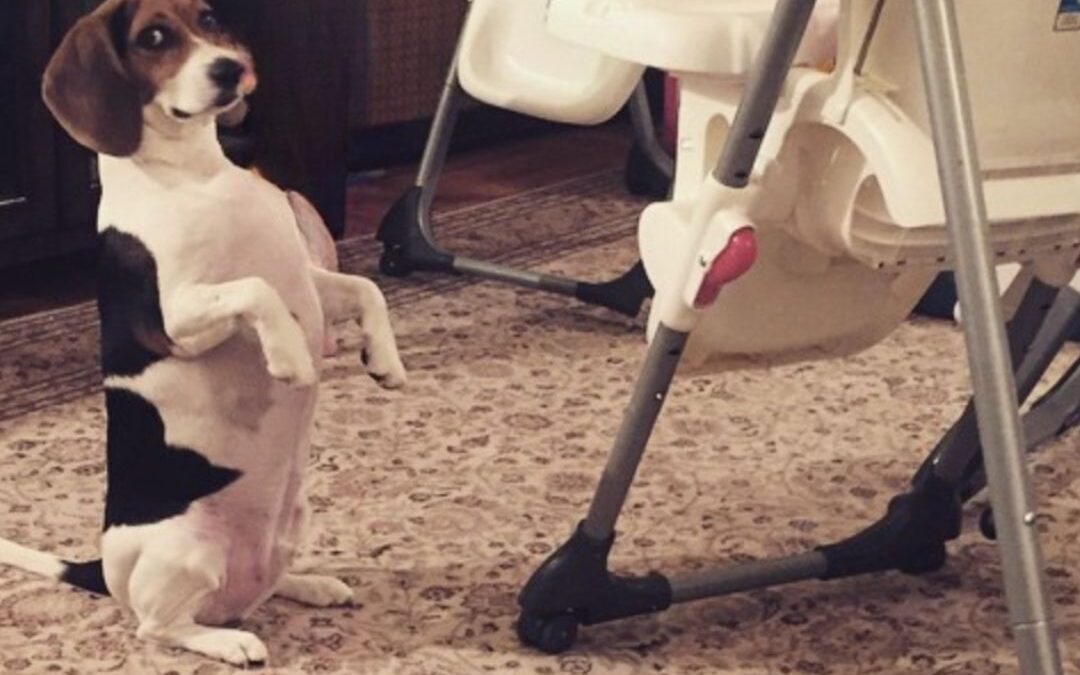 MARTY AND ME: A Story about Navigating the Shift from Fur Mom to Mom